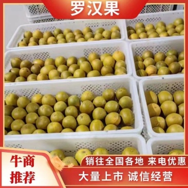 工厂直供，桂林罗汉果，电商果、低温脱水黄金罗汉果基地现货