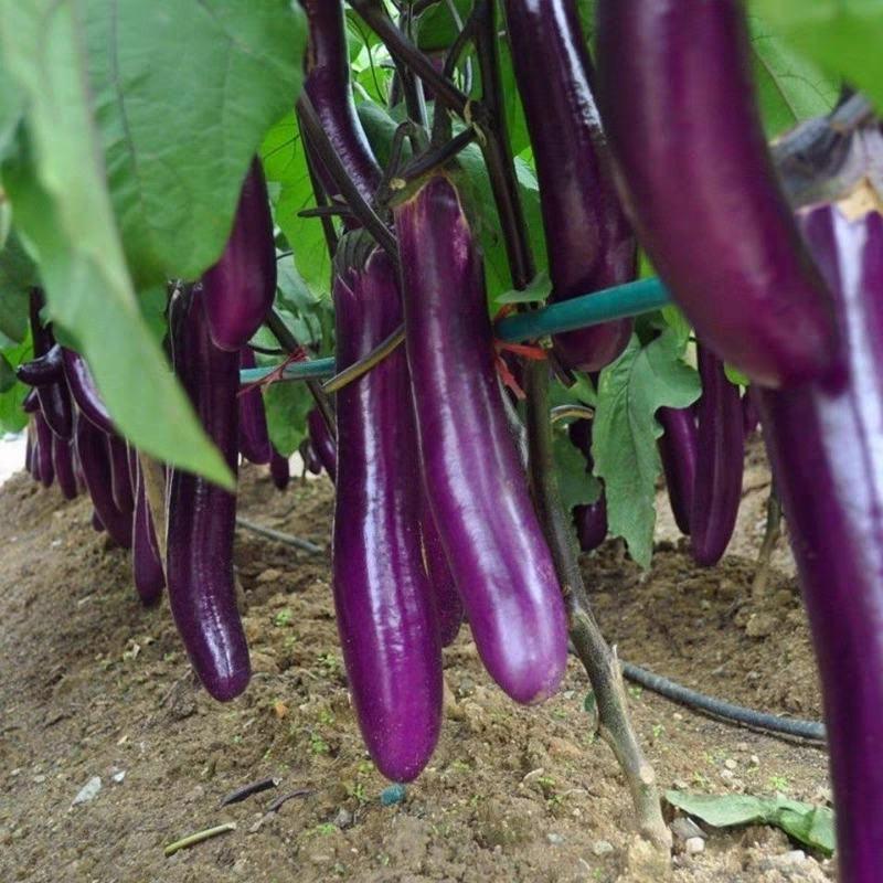 紫茄子产地直供一手货源现摘现发保质保量欢迎订购