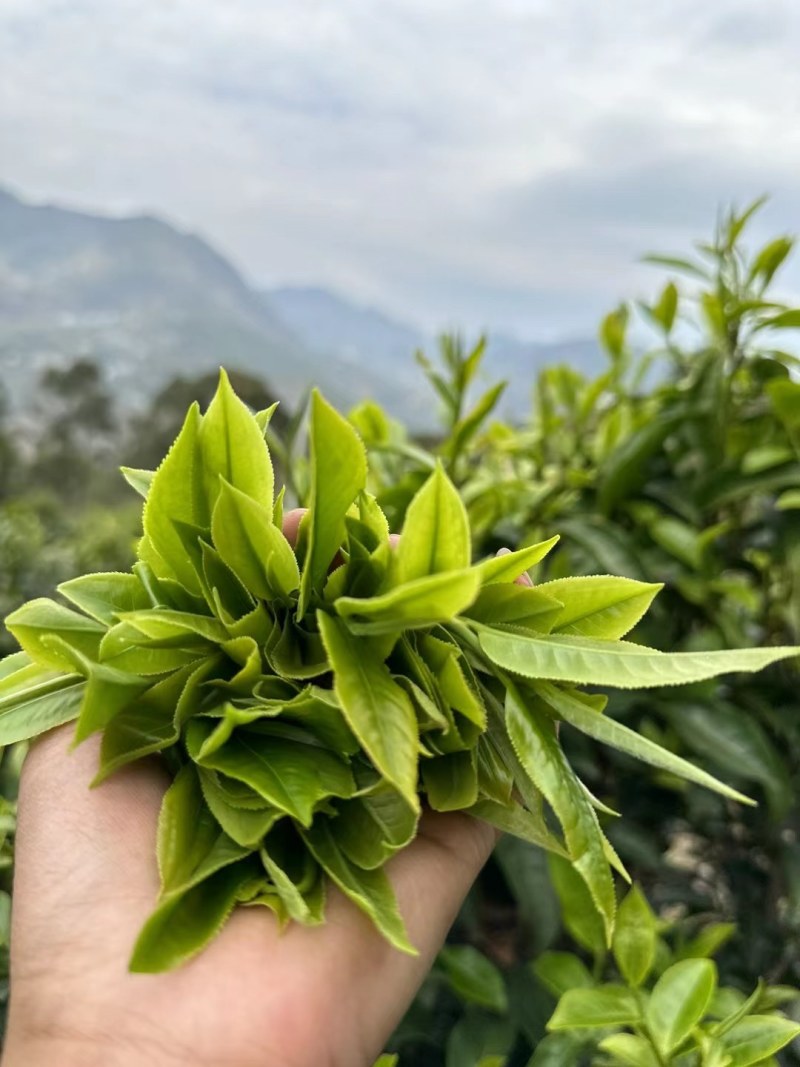 云南古树茶