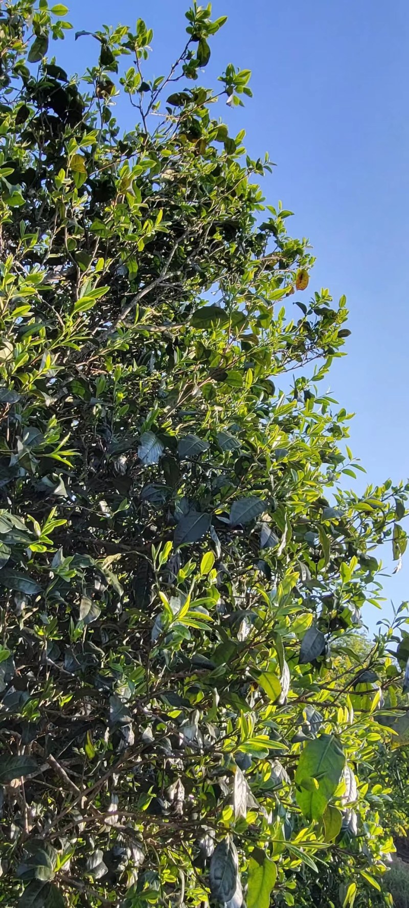 云南古树茶