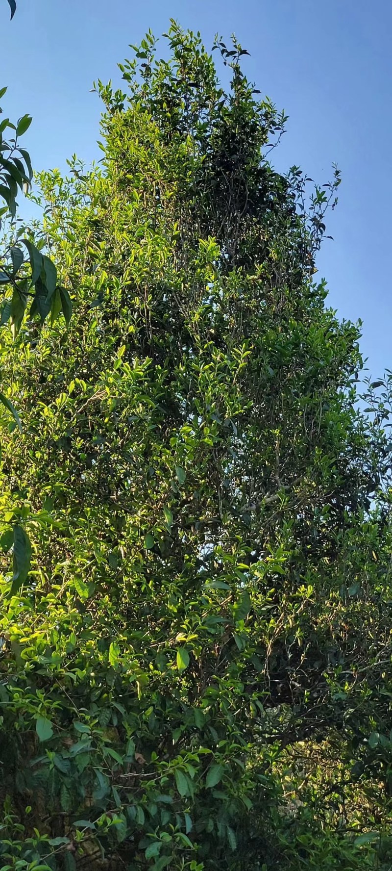 云南古树茶