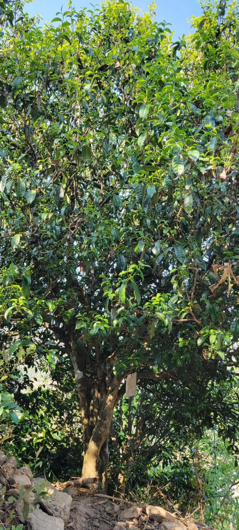 云南古树茶