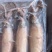 全籽海兔，饭店，捞汁，工厂直发
