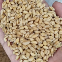 【2023新品】小麦上市颗粒饱满品质量大欢迎来电