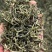 云南古树茶