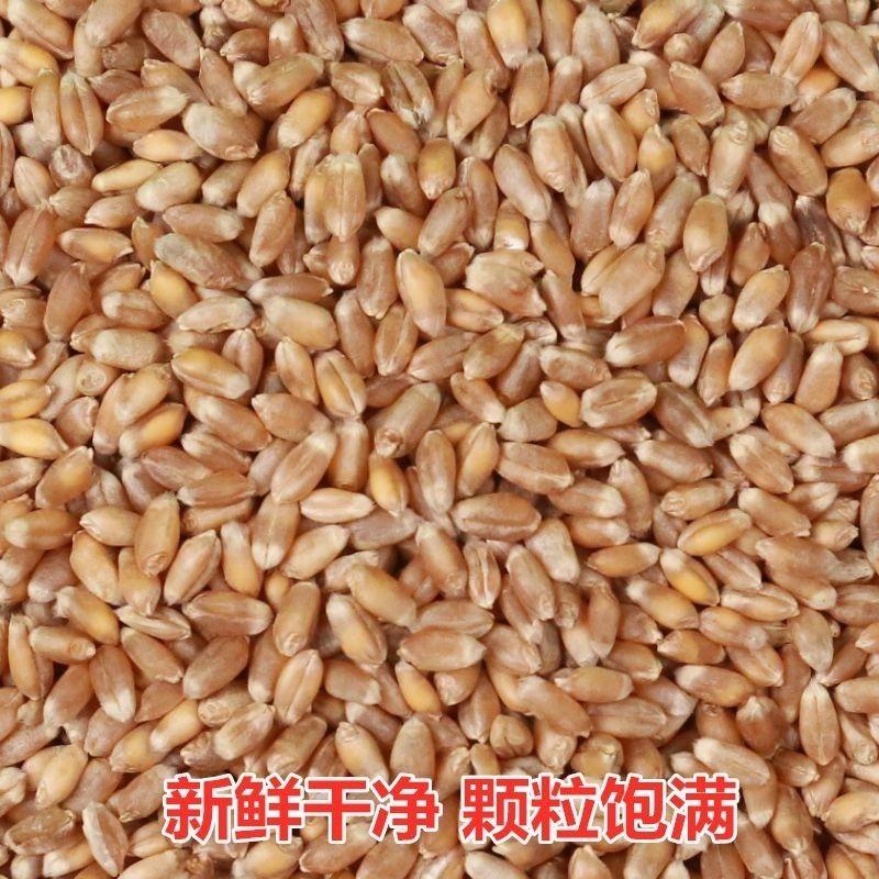 【2023新品】小麦上市颗粒饱满品质保障量大优惠欢迎来电
