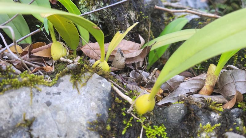 贵州深山石橄榄单叶大果