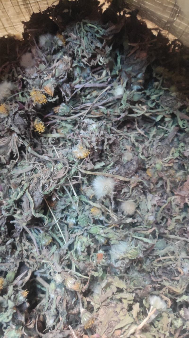 【热卖】茵陈高含量，产地直销，量大价优，欢迎进店联系