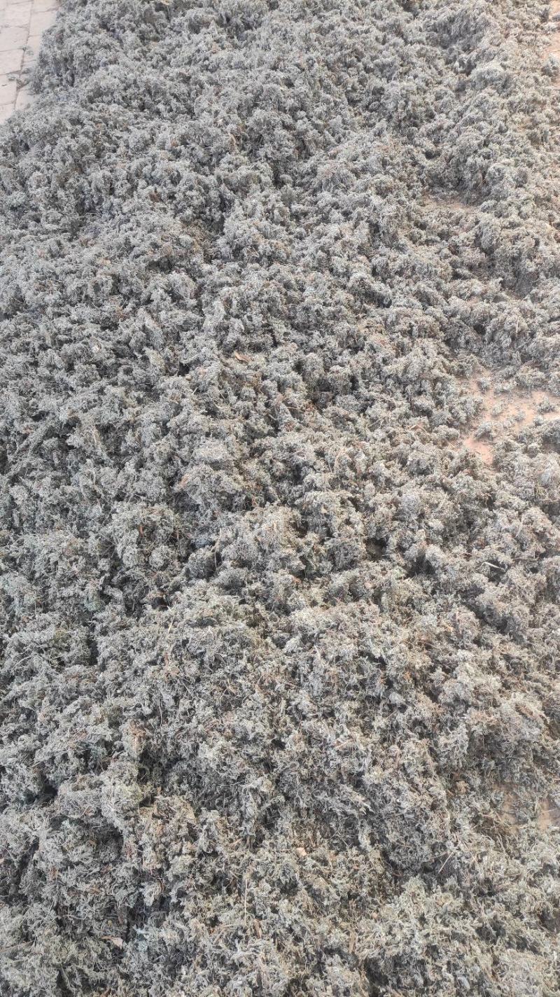 【热卖】茵陈高含量，产地直销，量大价优，欢迎进店联系