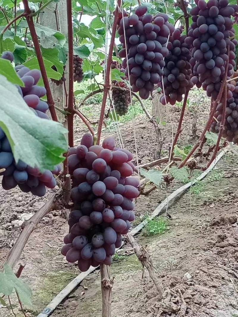 茉莉香葡萄