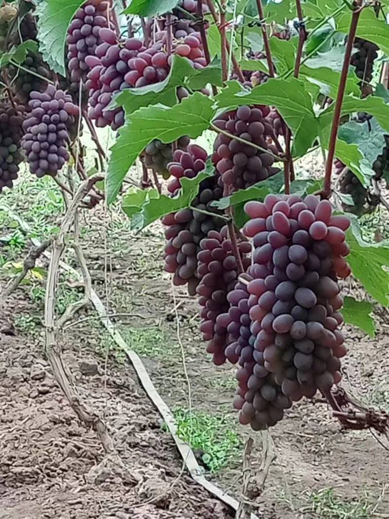 茉莉香葡萄