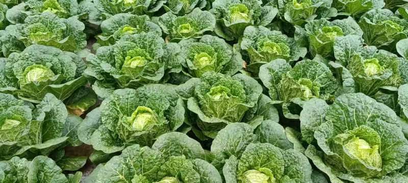 大白菜3/5斤半净菜，产地直销，可实地考察，诚信经营