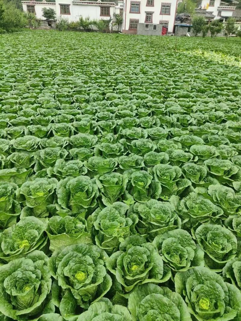 大白菜3/5斤半净菜，产地直销，可实地考察，诚信经营