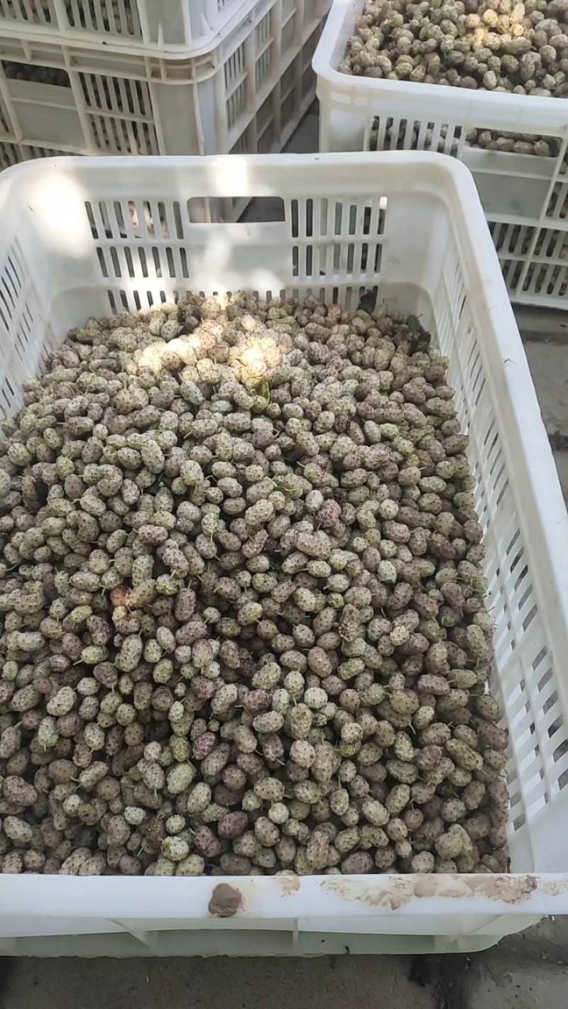 桑椹