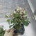 雪花木白雪公主白雪木基地直销一手货源