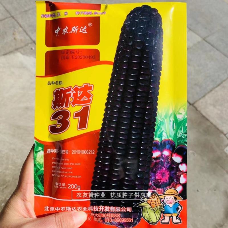 斯达31黑糯玉米种子皮薄，香粘滑软黑紫色玉米种子基地专用
