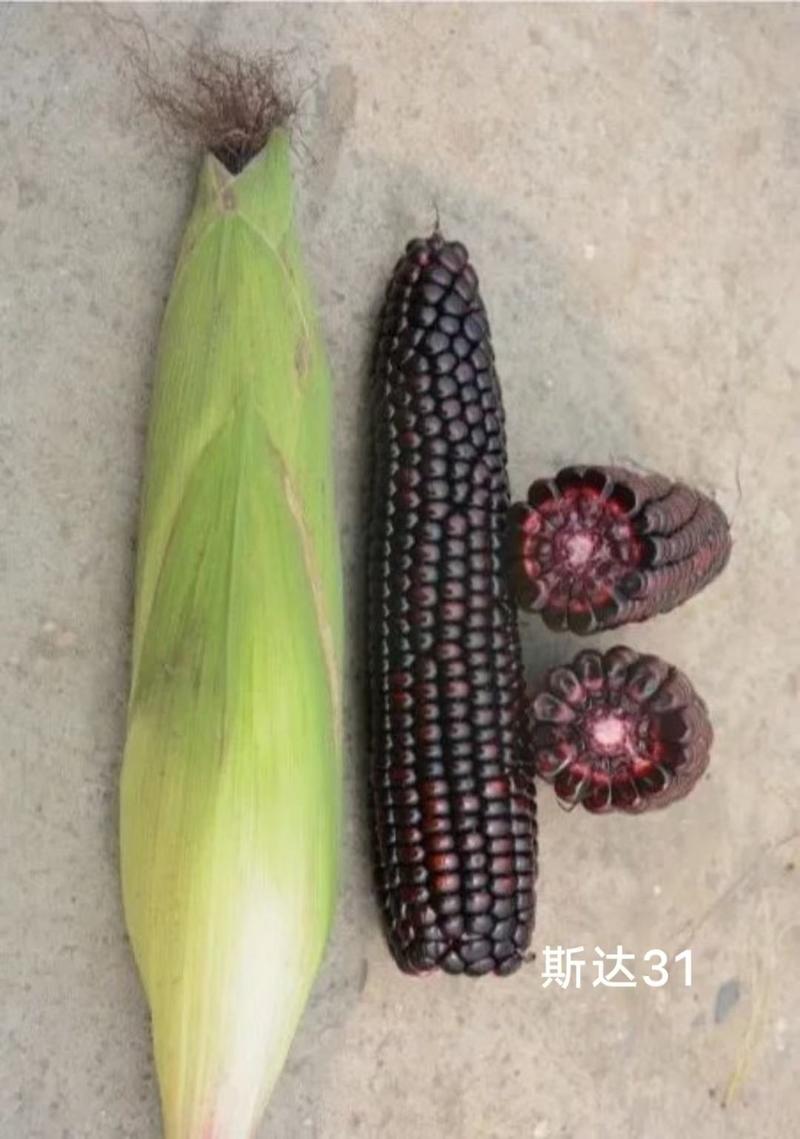 斯达31黑糯玉米种子皮薄，香粘滑软黑紫色玉米种子基地专用