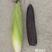 斯达31黑糯玉米种子皮薄，香粘滑软黑紫色玉米种子基地专用