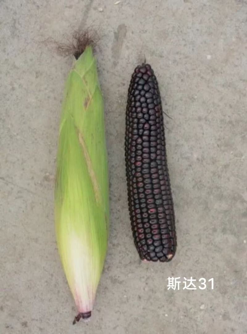 斯达31黑糯玉米种子皮薄，香粘滑软黑紫色玉米种子基地专用