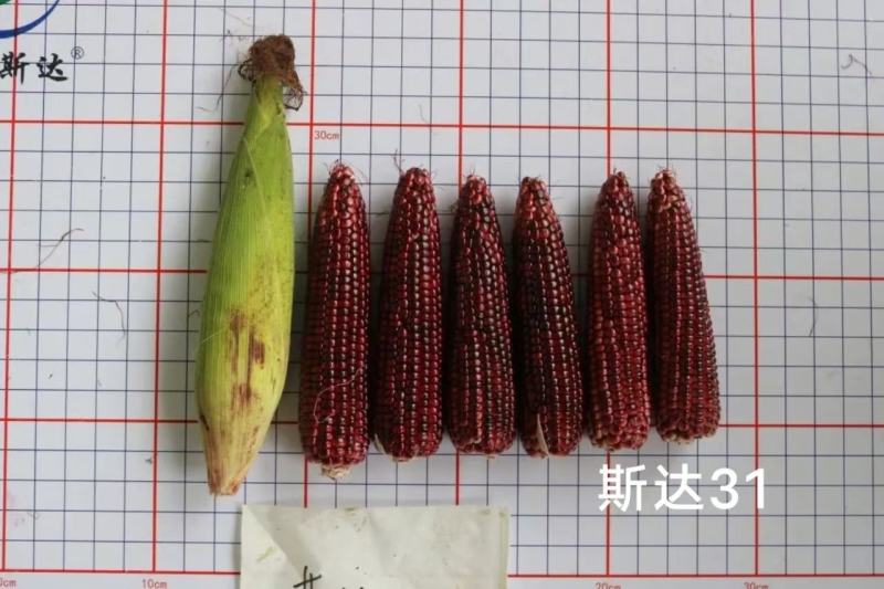 斯达31黑糯玉米种子皮薄，香粘滑软黑紫色玉米种子基地专用
