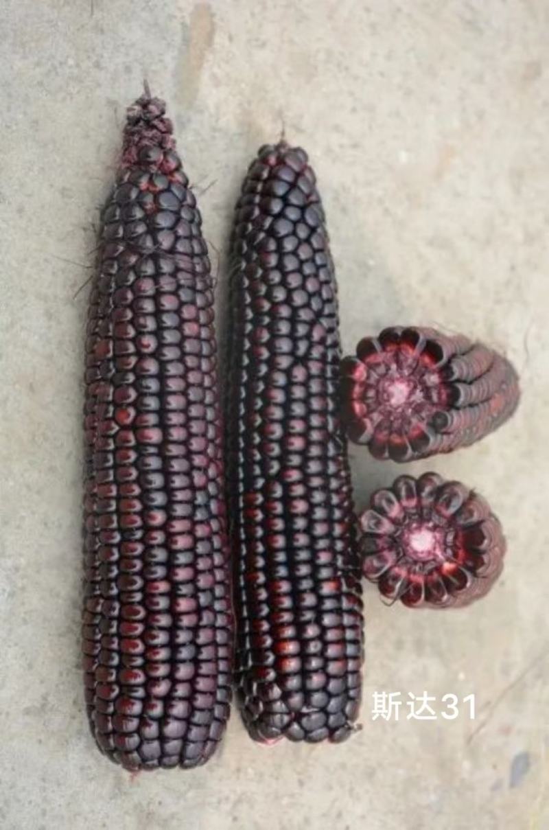 斯达31黑糯玉米种子皮薄，香粘滑软黑紫色玉米种子基地专用