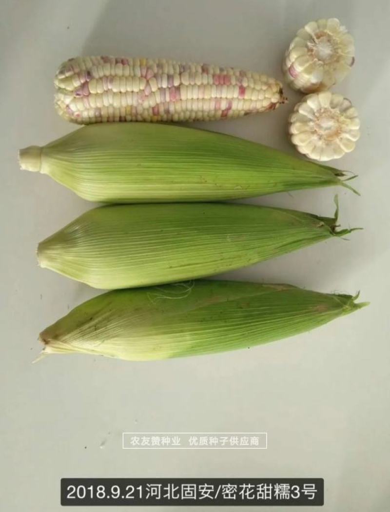 中农斯达密花甜糯3号玉米种子彩甜糯玉米种子春夏秋播玉米种