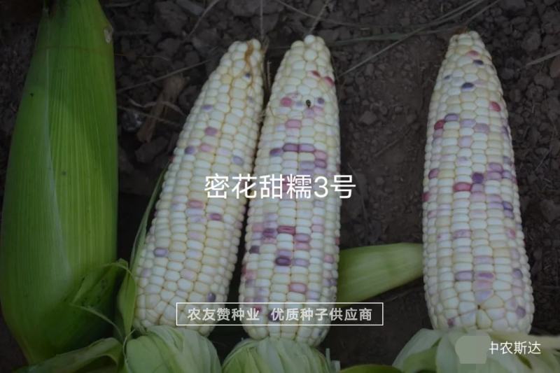 中农斯达密花甜糯3号玉米种子彩甜糯玉米种子春夏秋播玉米种