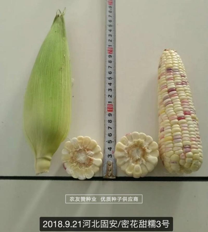 中农斯达密花甜糯3号玉米种子彩甜糯玉米种子春夏秋播玉米种