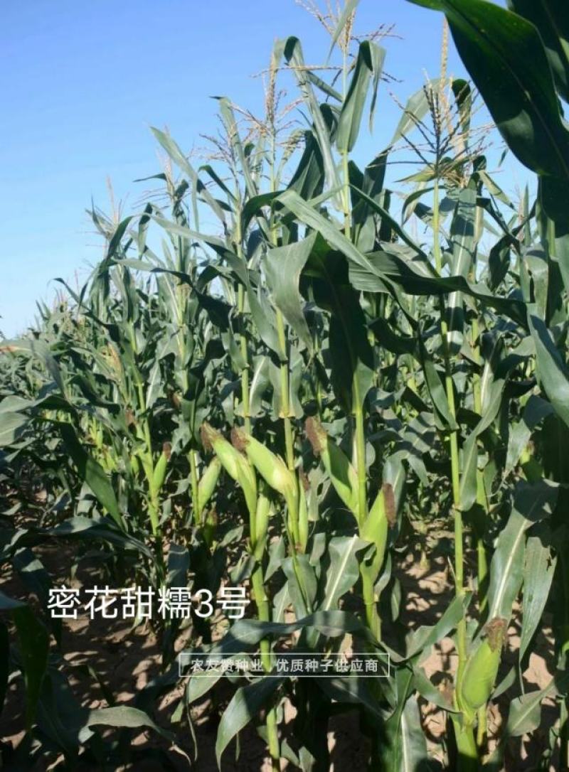 中农斯达密花甜糯3号玉米种子彩甜糯玉米种子春夏秋播玉米种