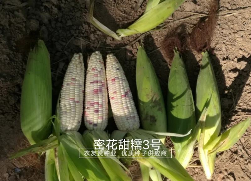 中农斯达密花甜糯3号玉米种子彩甜糯玉米种子春夏秋播玉米种