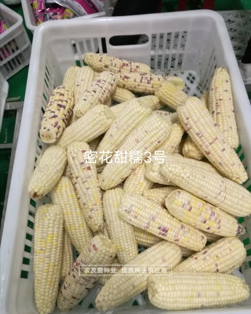 中农斯达密花甜糯3号玉米种子彩甜糯玉米种子春夏秋播玉米种