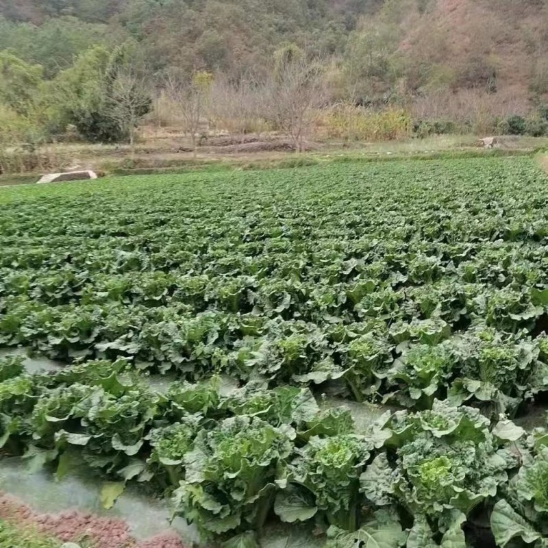 蔬菜/叶莱类/白菜/麻叶青白菜