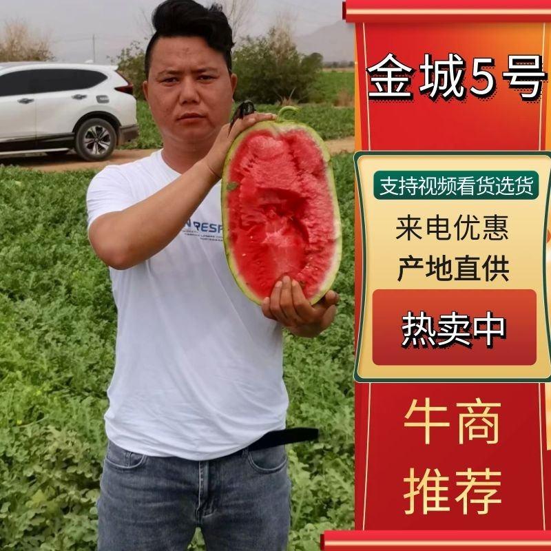 新疆西瓜，精品西瓜金城五号红壤瓜甜全国可发货质量保证
