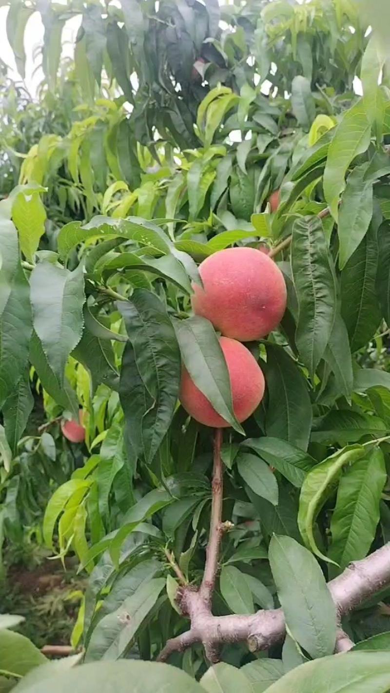 城固毛桃大量成熟上市。有红不软，突围，夏红，霸王脆等品种