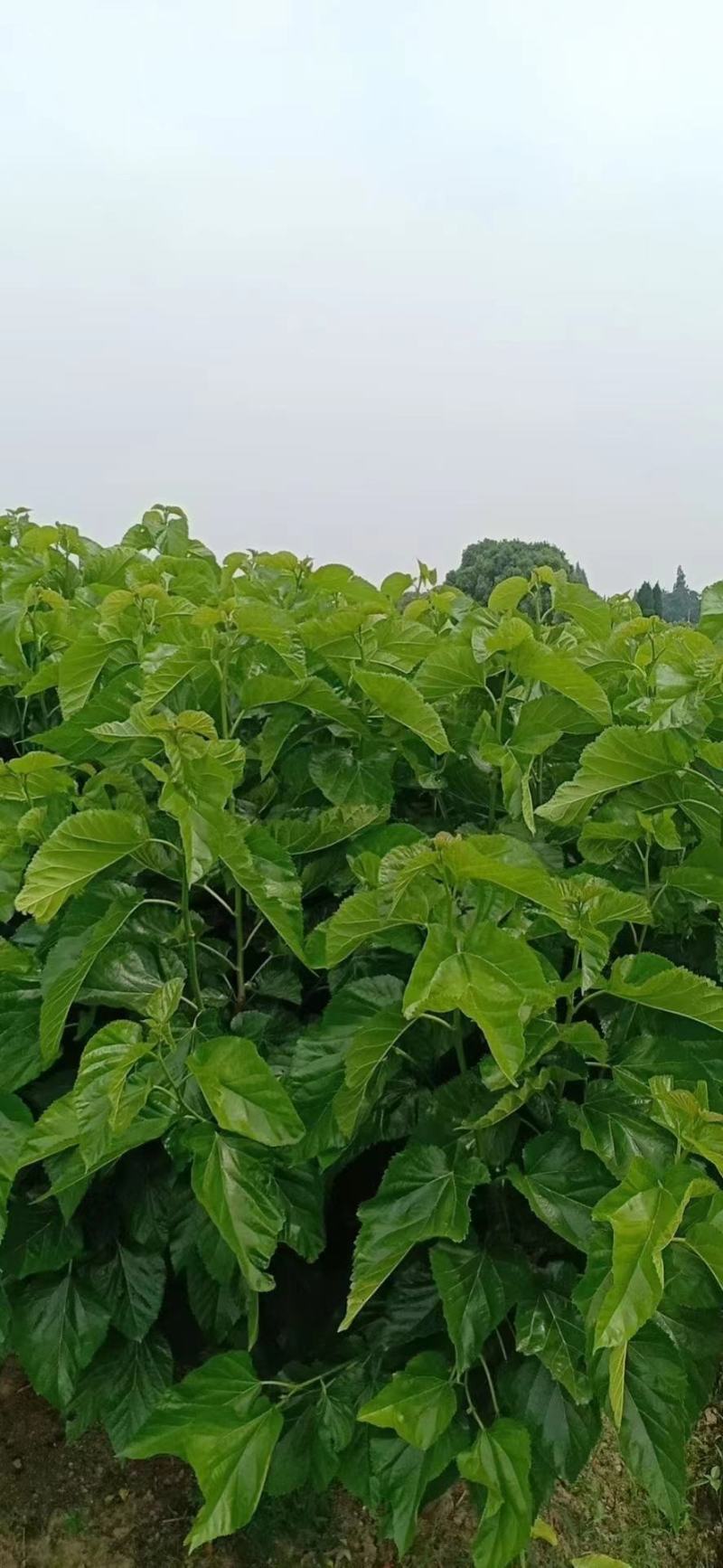 【产地批发】育711桑树苗根系发达成活率高，基地直发
