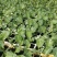 晋宁西兰花菜苗货源稳定诚信经营欢迎致电洽谈