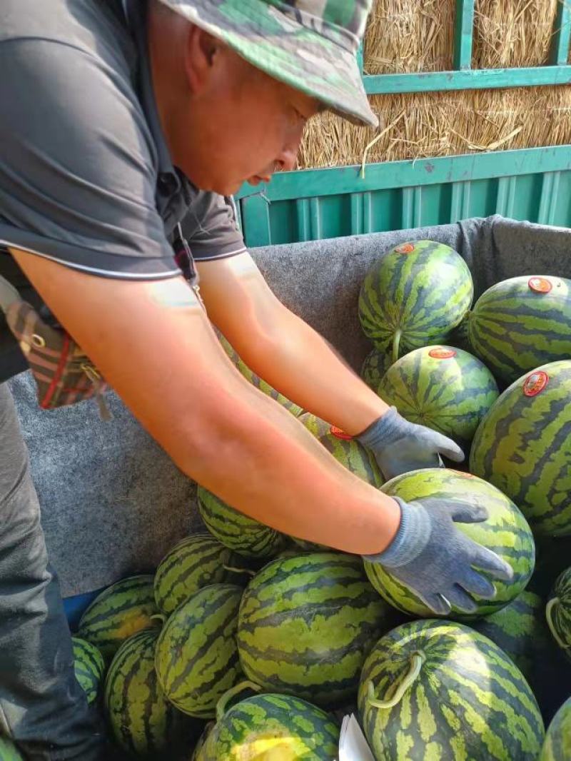 [热卖]甜王西瓜大量上市产地直发一手货源欢迎全国老板电联