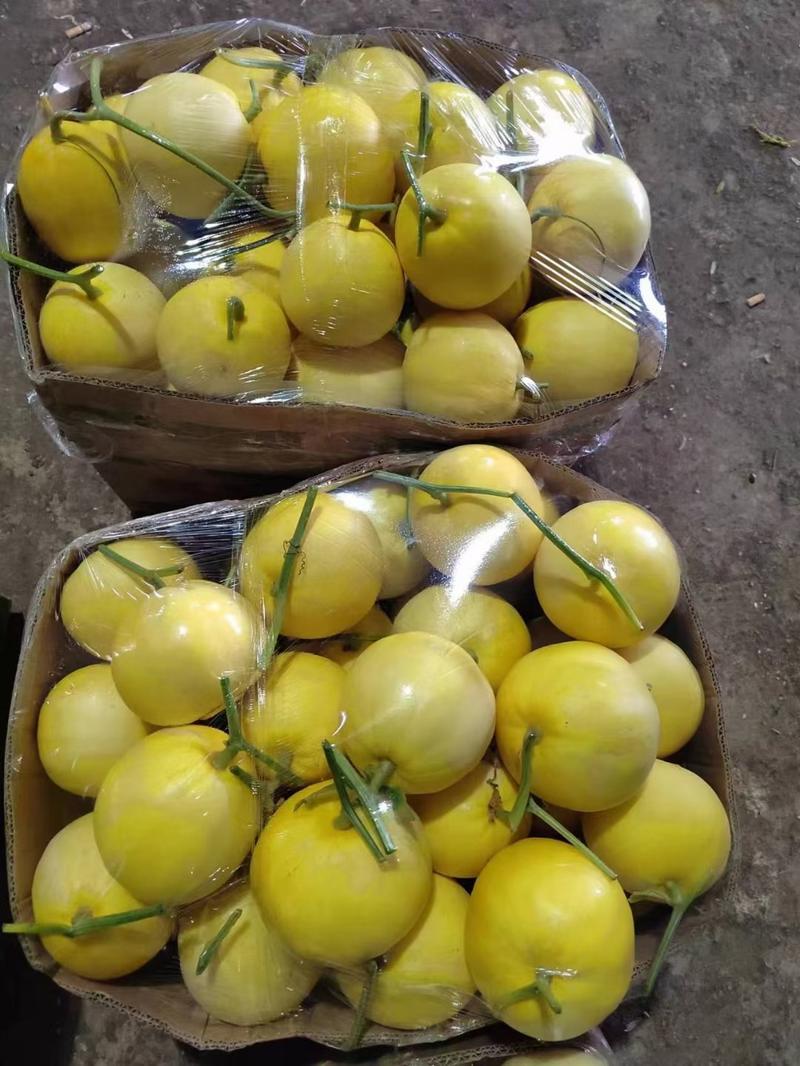沧州博洋9甜瓜大量上市，欢迎采购商咨询，洽谈合作