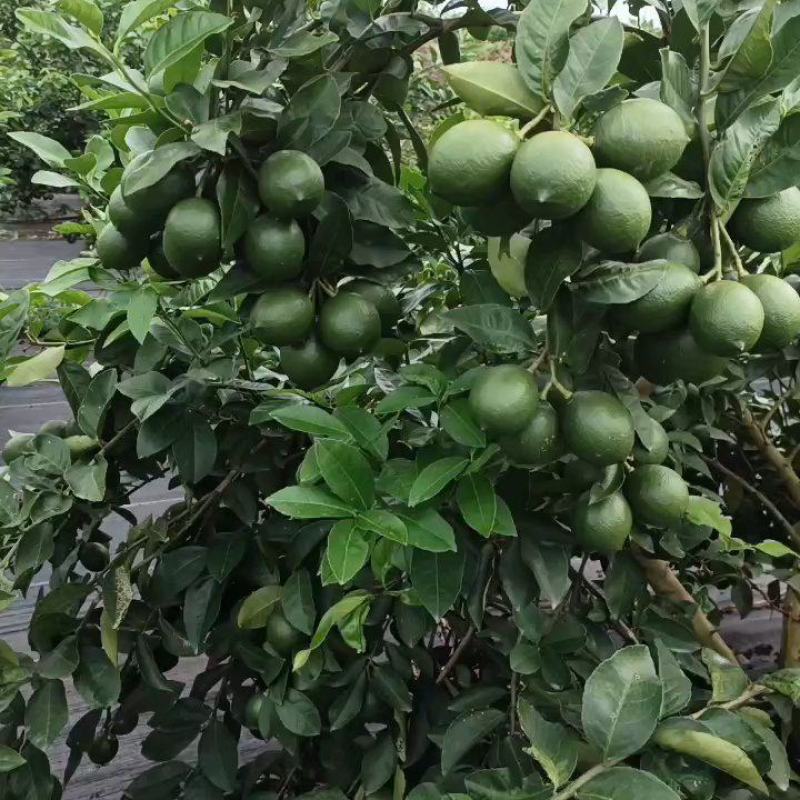 【精选】广东香水柠檬，青柠檬产地直发，欢迎前来咨询
