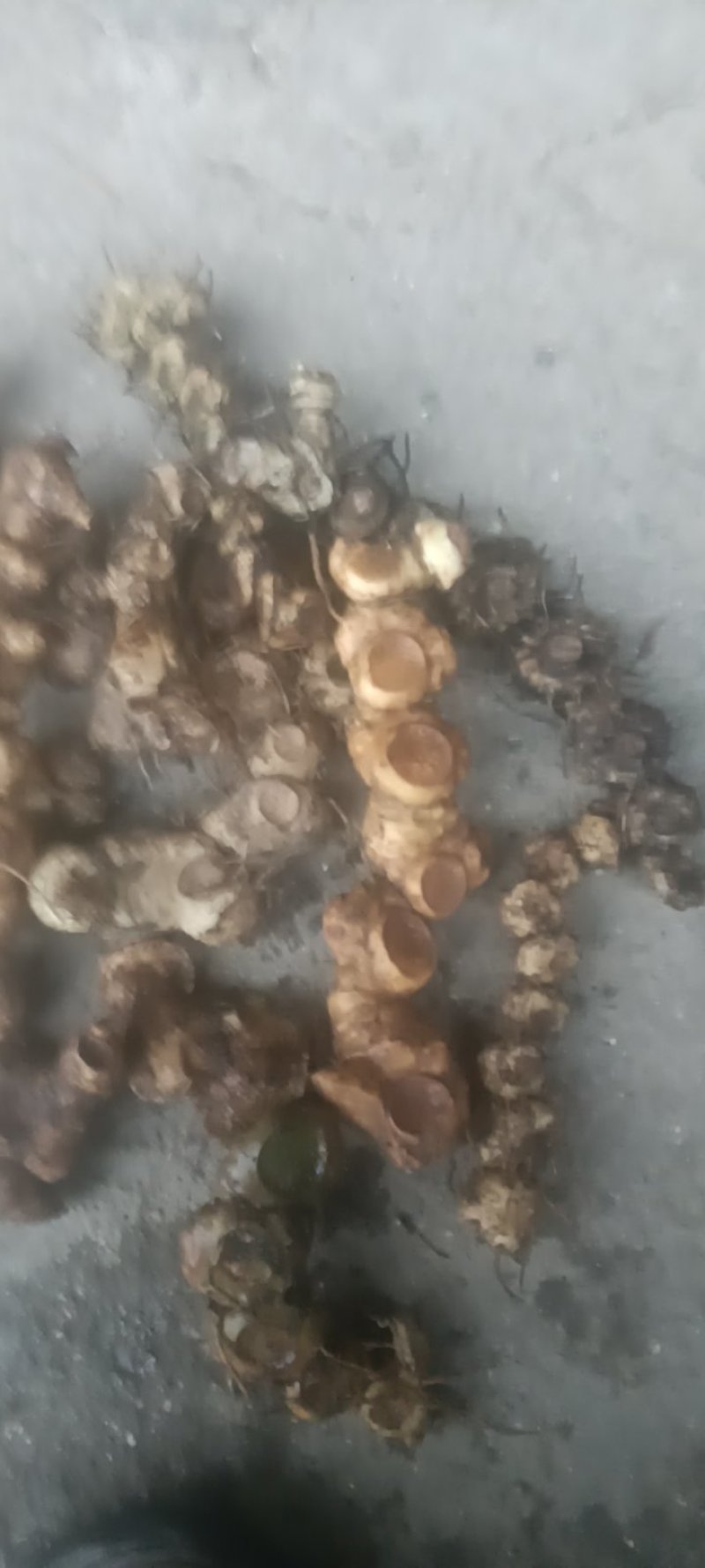 深山老林野生多花甜黄精
