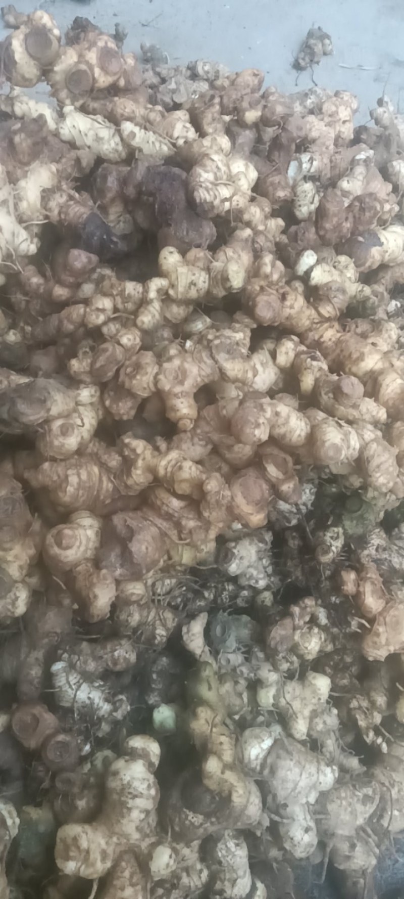 深山老林野生多花甜黄精