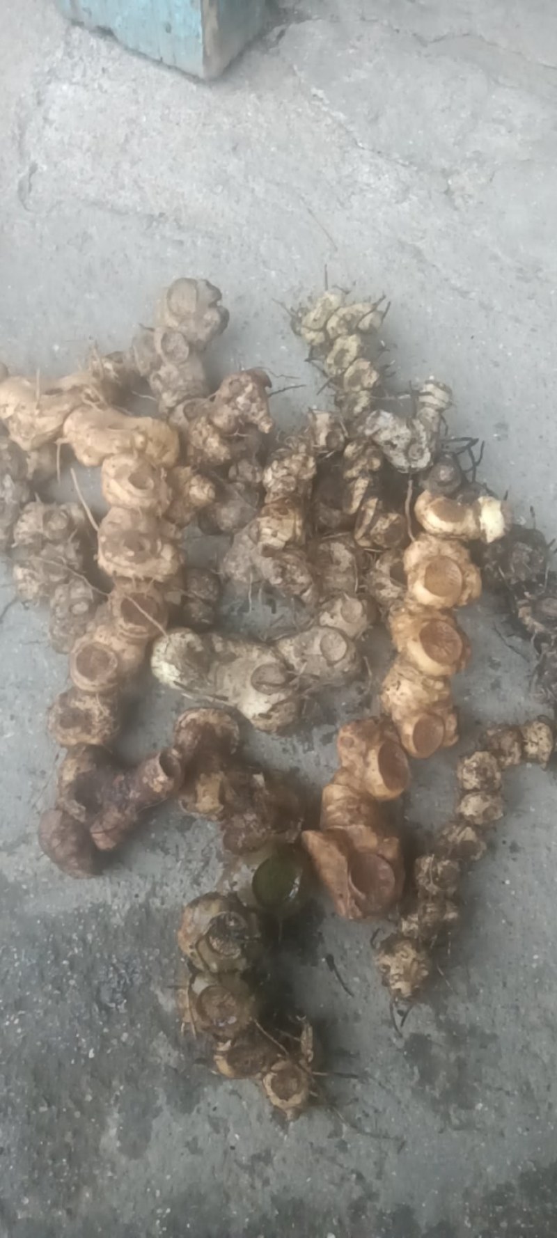 深山老林野生多花甜黄精
