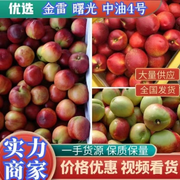 油桃系列产地直销，口感脆甜爽口个头匀称对接电商社区团购