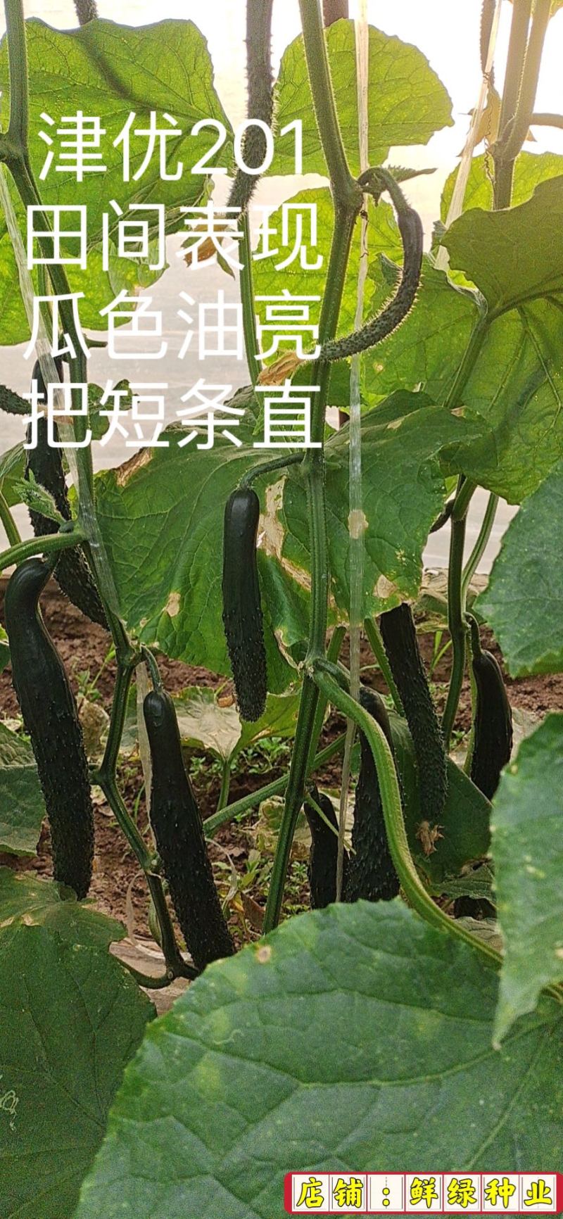全雌津优201油亮把短顺直适宜早春/晚秋温室种植
