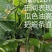 全雌津优201油亮把短顺直适宜早春/晚秋温室种植