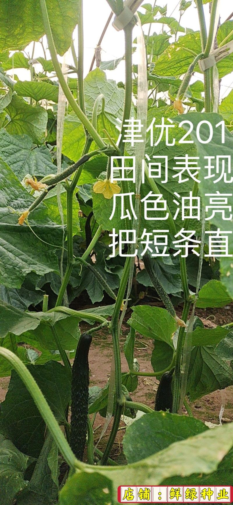 全雌津优201油亮把短顺直适宜早春/晚秋温室种植