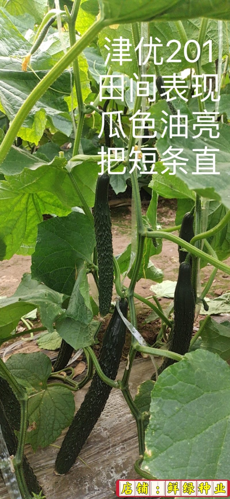 全雌津优201油亮把短顺直适宜早春/晚秋温室种植