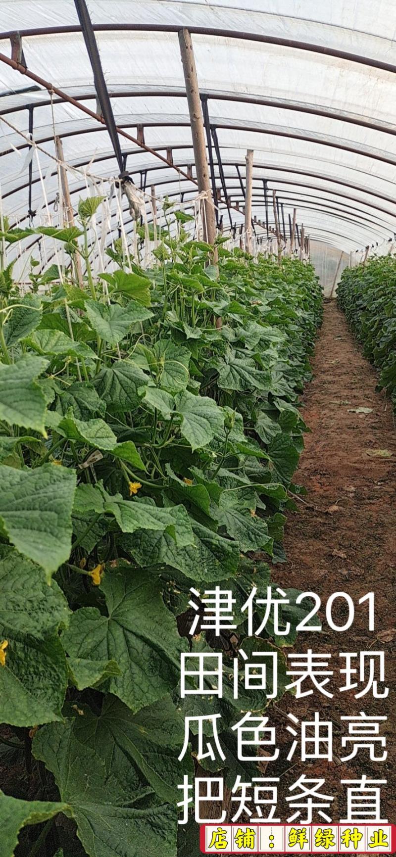 全雌津优201油亮把短顺直适宜早春/晚秋温室种植