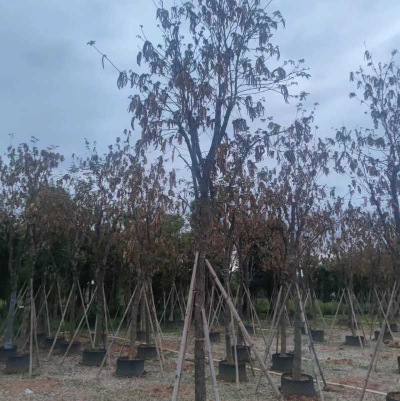 黄花风铃木，12分，现货价好，基地直销，可以谈，直接联系