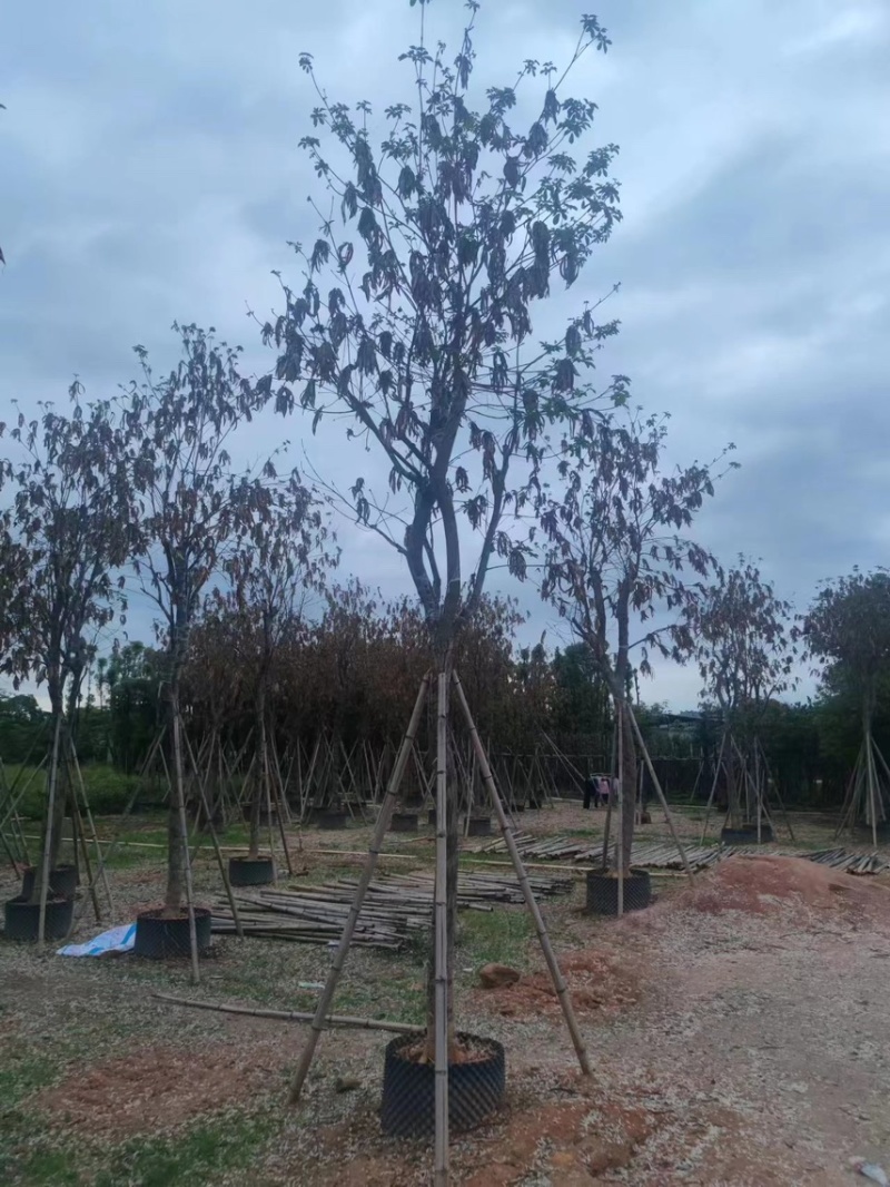 黄花风铃木，12分，现货价好，基地直销，可以谈，直接联系